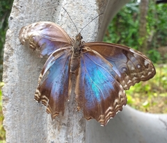 Morpho