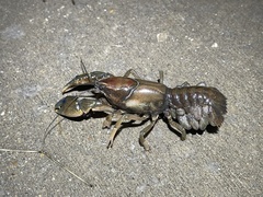 Procambarus steigmani