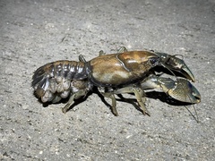 Procambarus steigmani