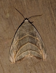 Bagisara laverna