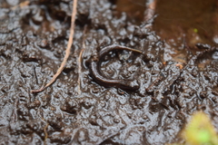 Eurycea quadridigitata