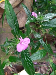 Impatiens flaccida