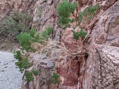 Peucephyllum schottii