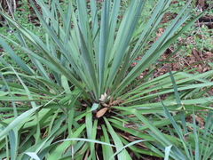 Yucca aloifolia
