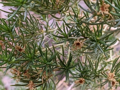 Peucephyllum schottii