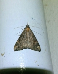 Hypena obsitalis
