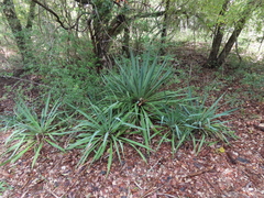 Yucca aloifolia