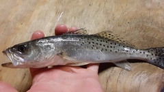 Cynoscion nebulosus