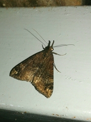 Hypena obsitalis
