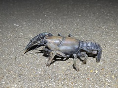 Procambarus steigmani