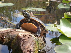 Pseudemys floridana