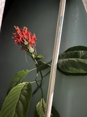 Pachystachys spicata