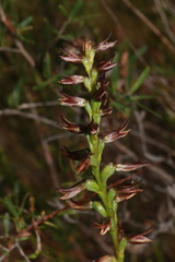 Prasophyllum appendiculatum