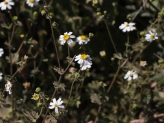 Amauria brandegeeana