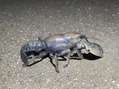 Procambarus steigmani