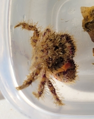 Decapoda