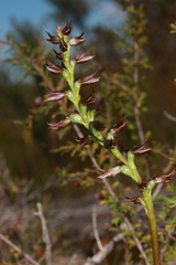Prasophyllum appendiculatum