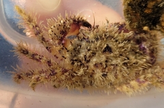 Decapoda