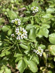 Nasturtium officinale