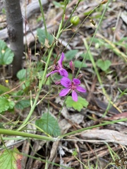 Pelargonium rodneyanum