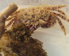 Decapoda