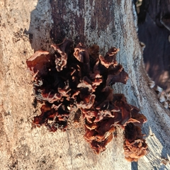 Phaeotremella foliacea