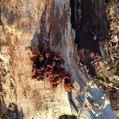 Phaeotremella foliacea