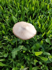 Volvopluteus gloiocephalus