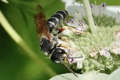Halictus parallelus