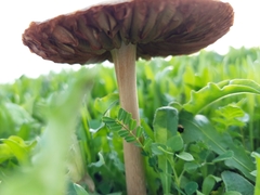 Volvopluteus gloiocephalus