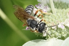 Halictus parallelus