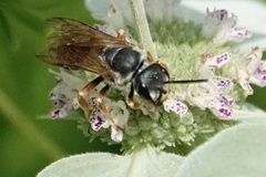 Halictus parallelus