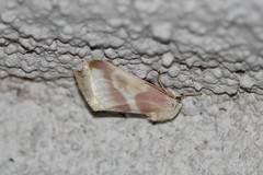 Schinia regina