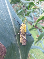 Taeniopoda varipennis