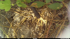 Ambystoma talpoideum