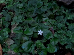 Geophila repens