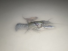 Procambarus