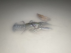 Procambarus