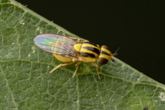 Thaumatomyia