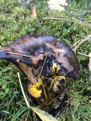 Gomphidius oregonensis