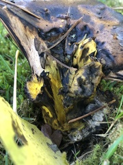 Gomphidius oregonensis