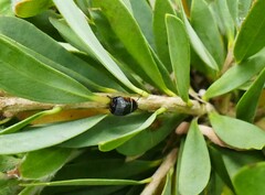 Ellipsidion australe