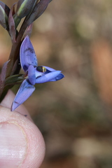 Thelymitra × truncata