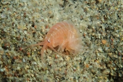 Gammarus lacustris