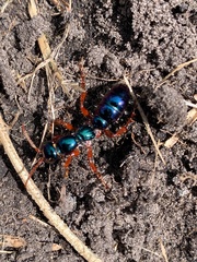 Diamma bicolor