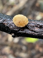 Crepidotaceae