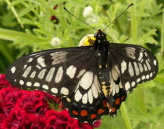 Papilio anactus