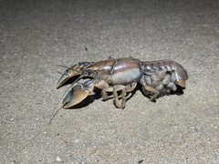 Procambarus steigmani