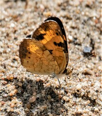 Phyciodes cocyta