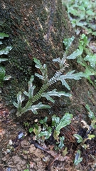 Selaginella doederleinii